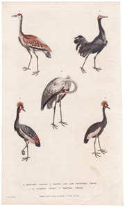 Cranes